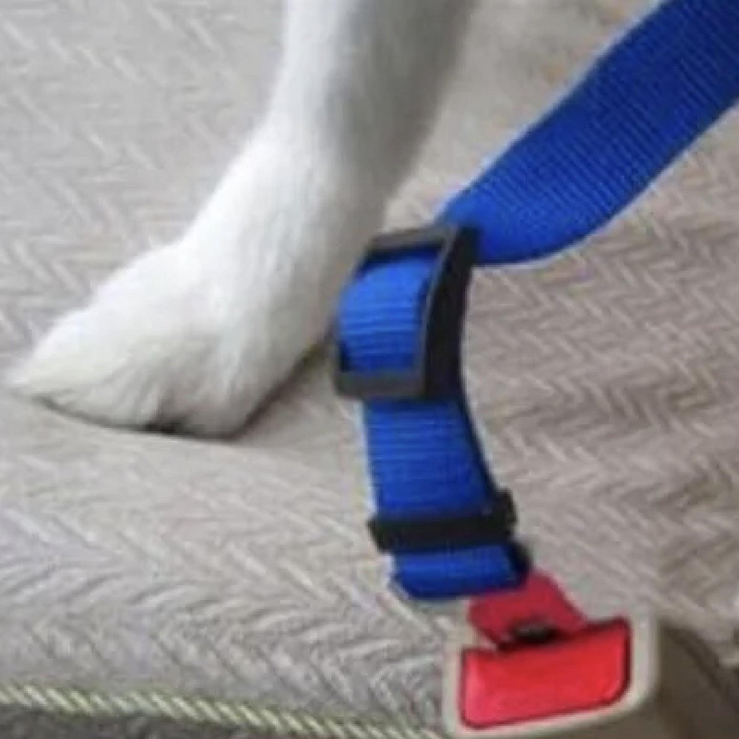 2-IN-1 SAFETY STRAP LEASH