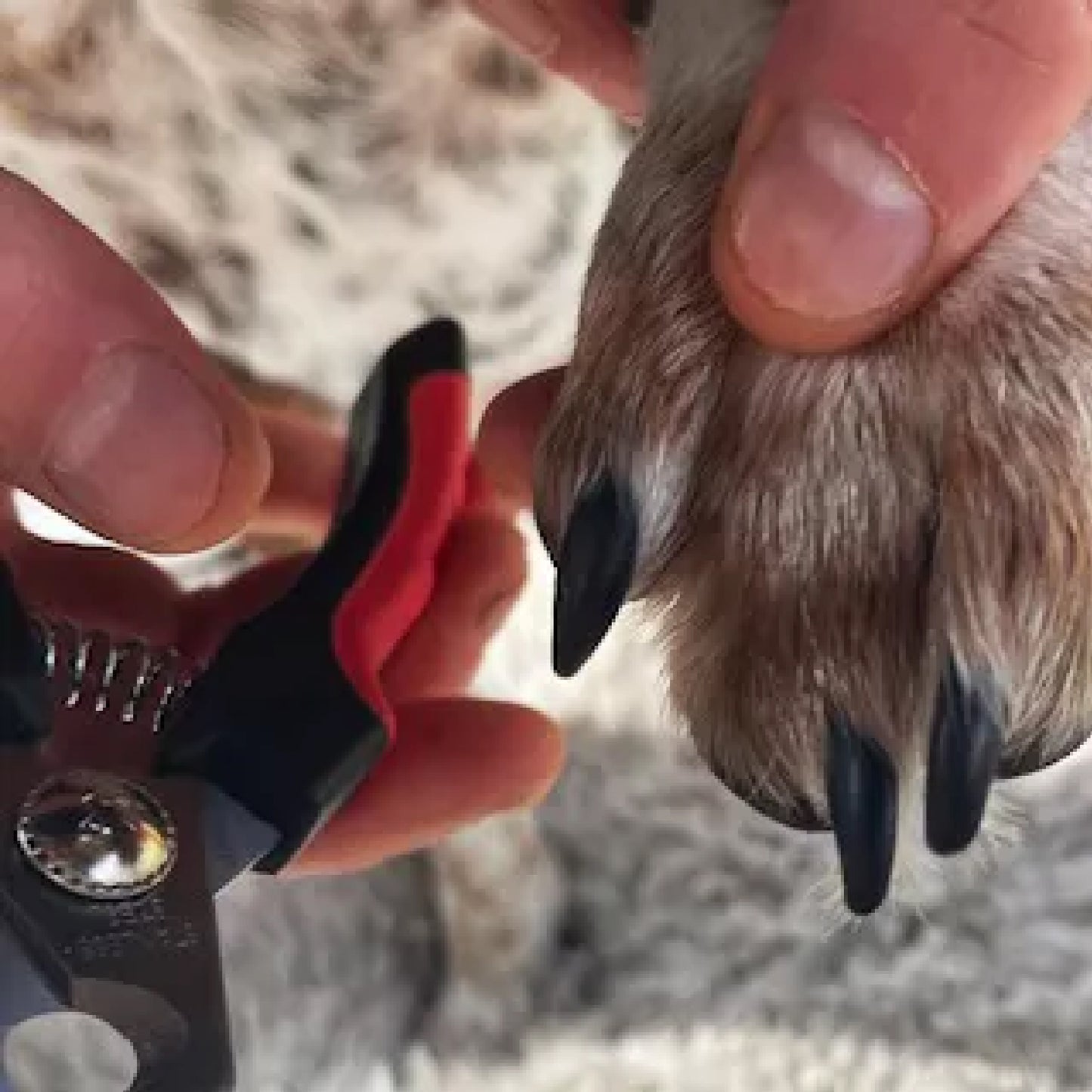 Dog Nail Trimmer